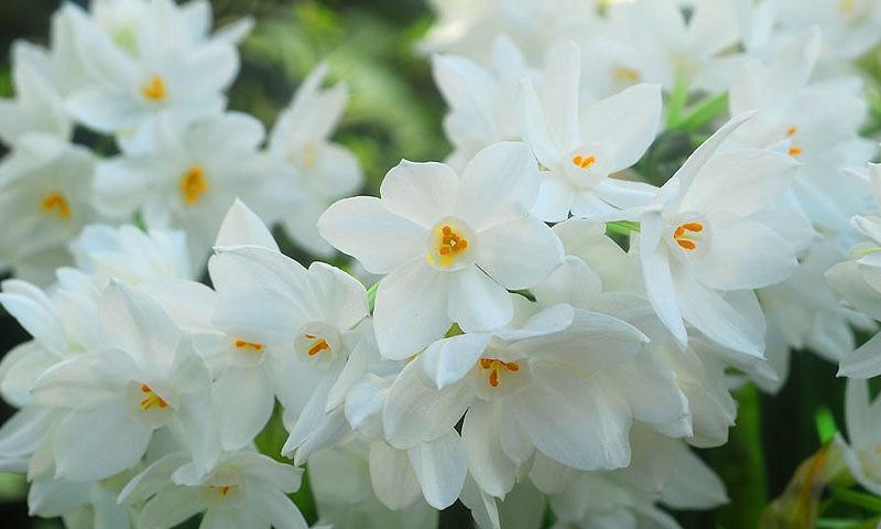 Narcissus Ariel,Daffodil Ariel, Paperwhite Ariel, Spring Bulbs, Spring Flowers, fragrant daffodil, daffodil for indoor forcing, white Daffodils